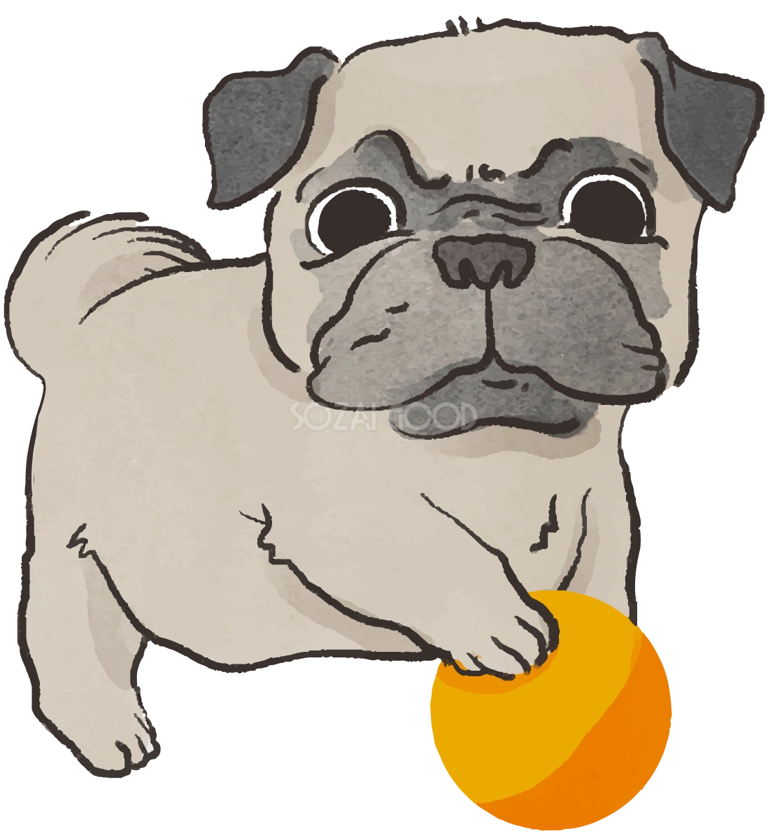 パグ子犬(ボールで遊ぶ)かわいい犬の無料イラスト70567