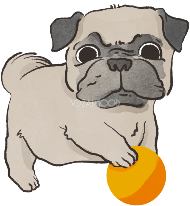 パグ子犬 ボールで遊ぶ かわいい犬の無料イラスト 素材good