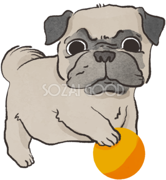 パグ子犬(ボールで遊ぶ)かわいい犬の無料イラスト70567
