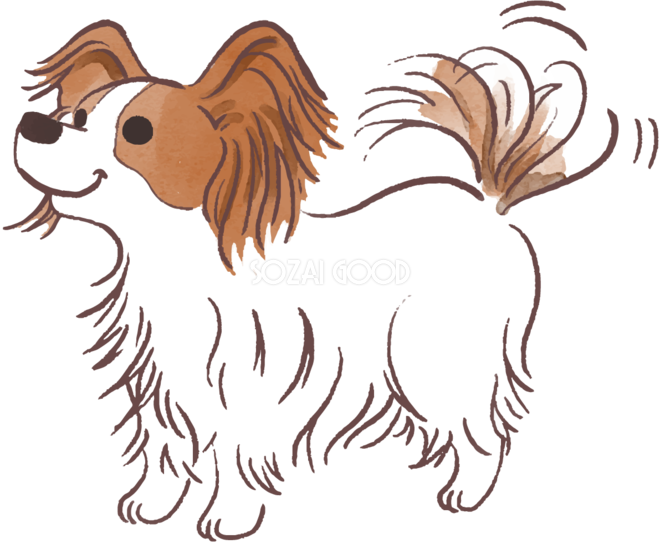 最高の動物画像 ベストパピヨン 犬 可愛い