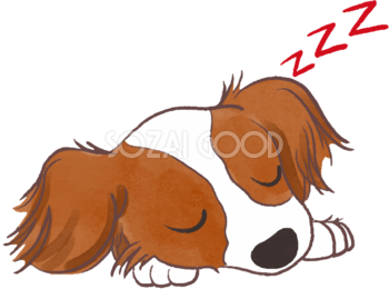 パピヨン(寝顔)かわいい犬の無料イラスト70575