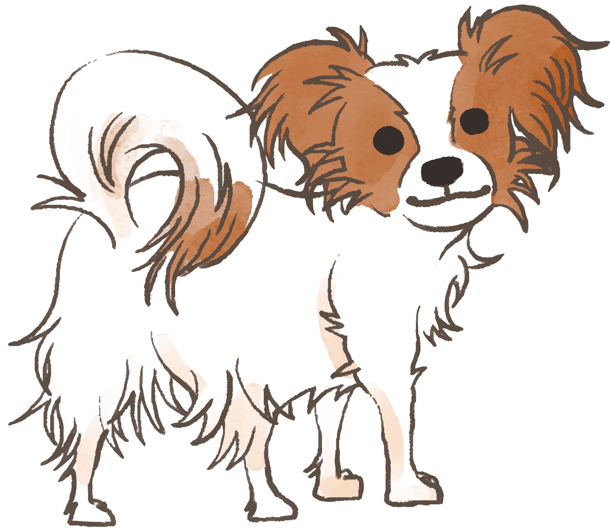パピヨン(振り向く)かわいい犬の無料イラスト70579に写真・文字を入れる