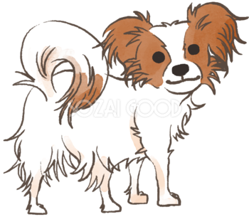 パピヨン(振り向く)かわいい犬の無料イラスト70579