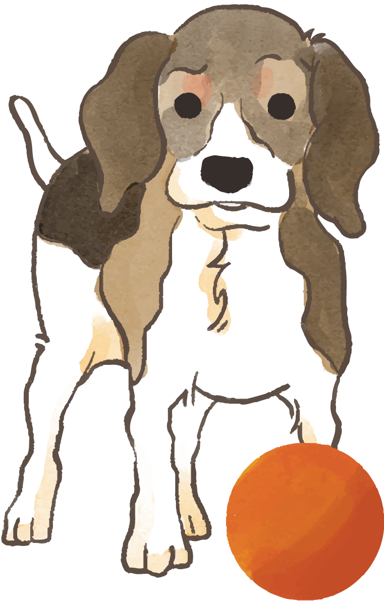 ビーグル(ボールで遊ぶ)かわいい犬の無料イラスト70591に写真・文字を入れる