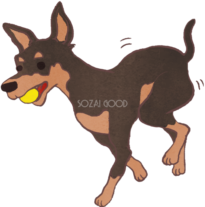 ピンシャー ボールをくわえた かわいい犬の無料イラスト 素材good