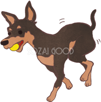 ピンシャー(ボールをくわえた)かわいい犬の無料イラスト70611