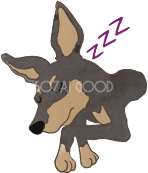 ピンシャー(寝顔)かわいい犬の無料イラスト70615