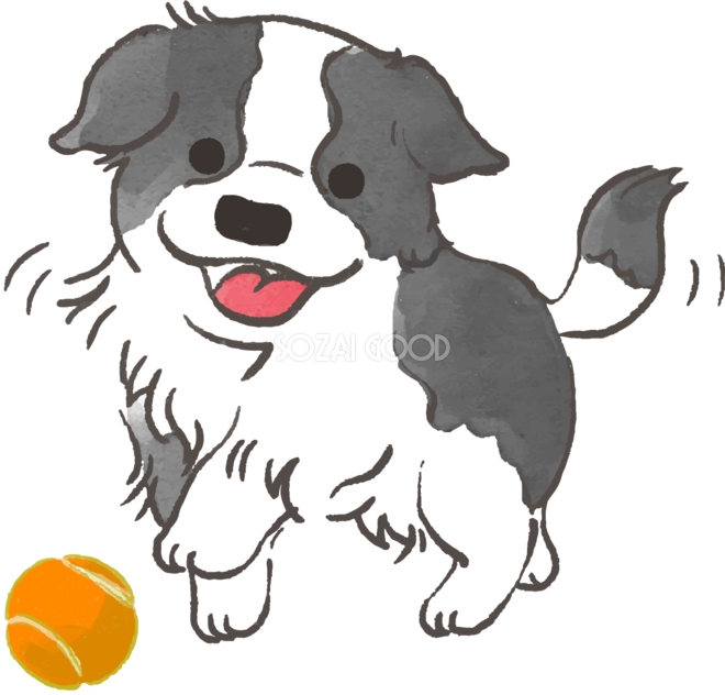 ボーダーコリー子犬 ボールで遊ぶ かわいい犬の無料イラスト 素材good