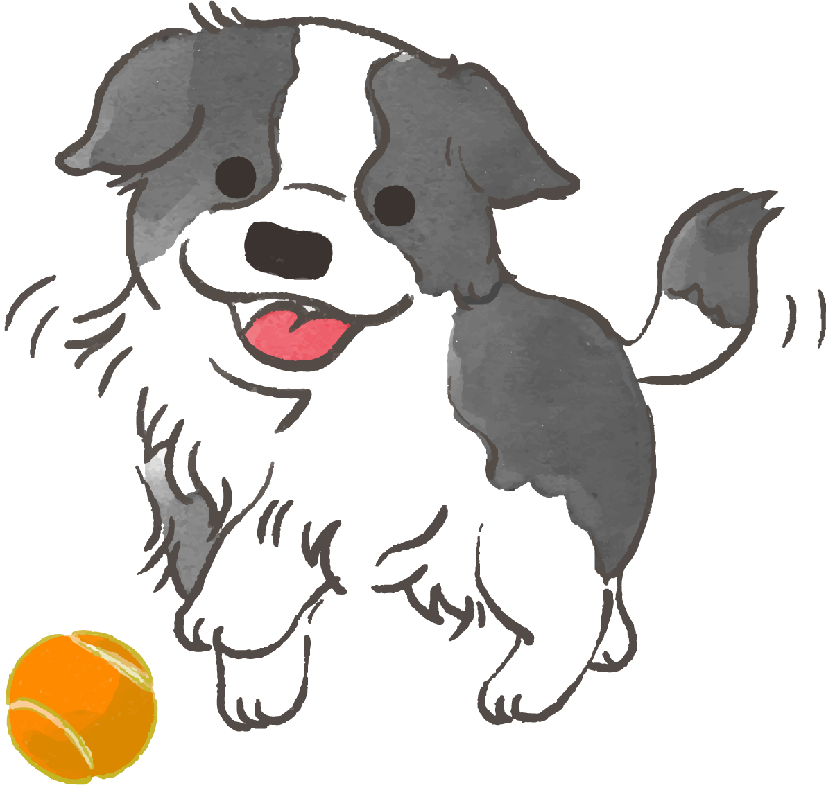 ボーダーコリー子犬(ボールで遊ぶ)かわいい犬の無料イラスト70647に写真・文字を入れる