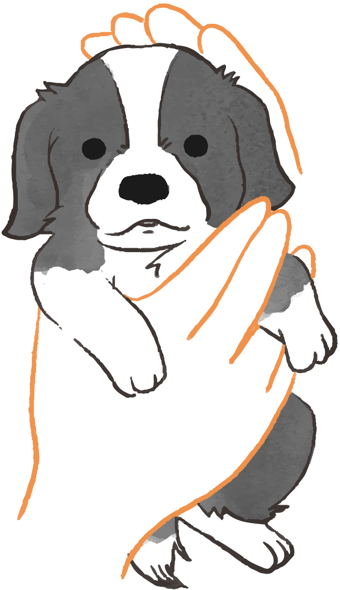 ボーダーコリー子犬(抱っこされた)かわいい犬の無料イラスト70651に写真・文字を入れる
