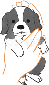ボーダーコリー子犬(抱っこされた)かわいい犬の無料イラスト70651
