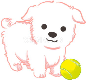 マルチーズ子犬(ボールで遊ぶ)かわいい犬の無料イラスト70691