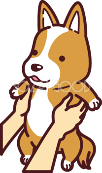 コーギーを抱っこし持ち上げる かわいい犬の無料イラスト 素材good