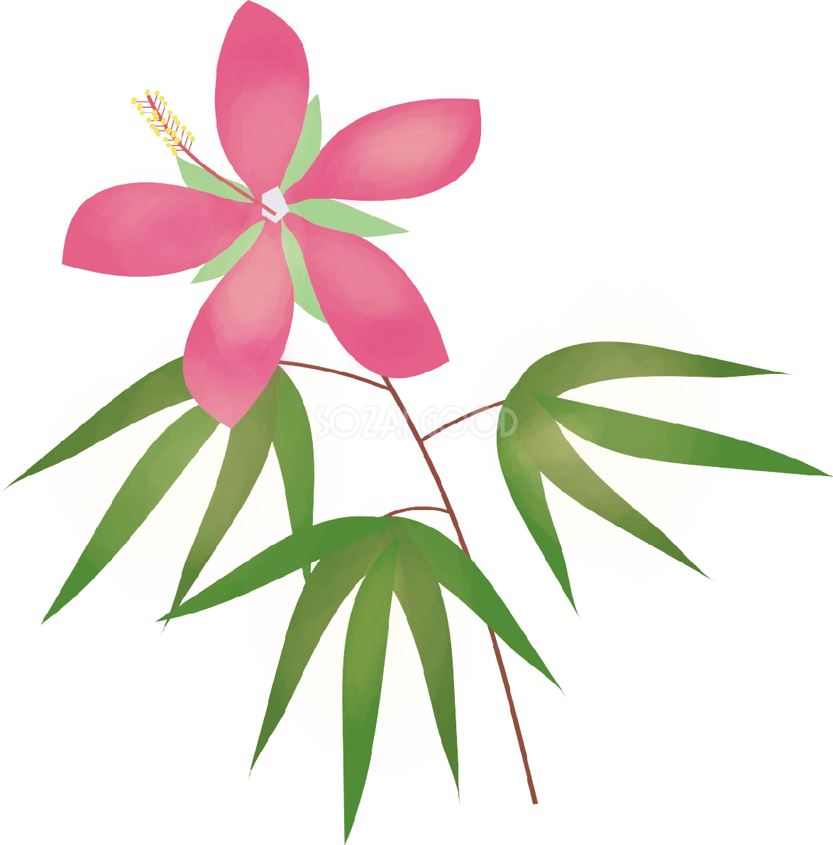 紅葉葵(もみじあおい)【花の無料イラスト】夏7月-8月72211