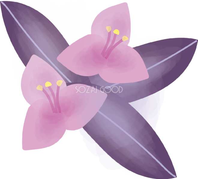 紫御殿 むらさきごてん 花の無料イラスト 夏6月 11月 素材good