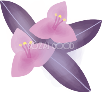 紫御殿(むらさきごてん)【花の無料イラスト】夏6月-11月72215