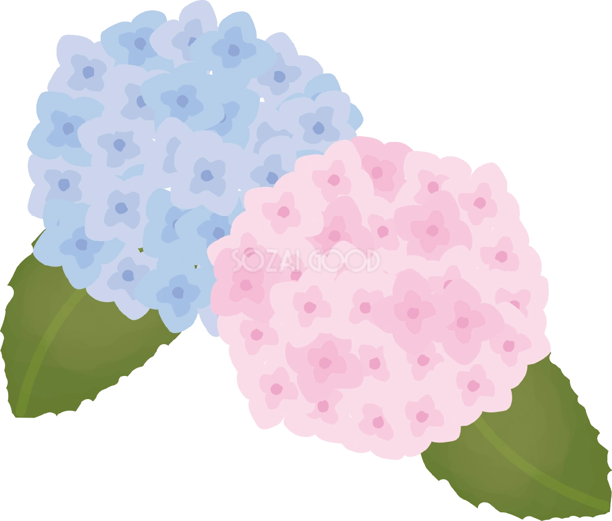 紫陽花(あじさい)【花の無料イラスト】夏6月-7月72219