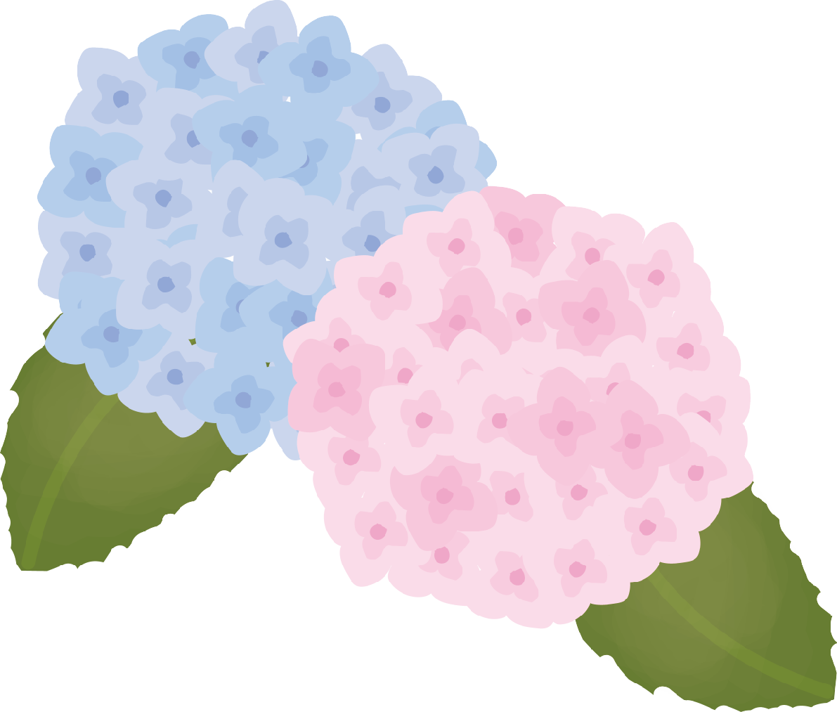 紫陽花(あじさい)【花の無料イラスト】夏6月-7月72219に写真・文字を入れる