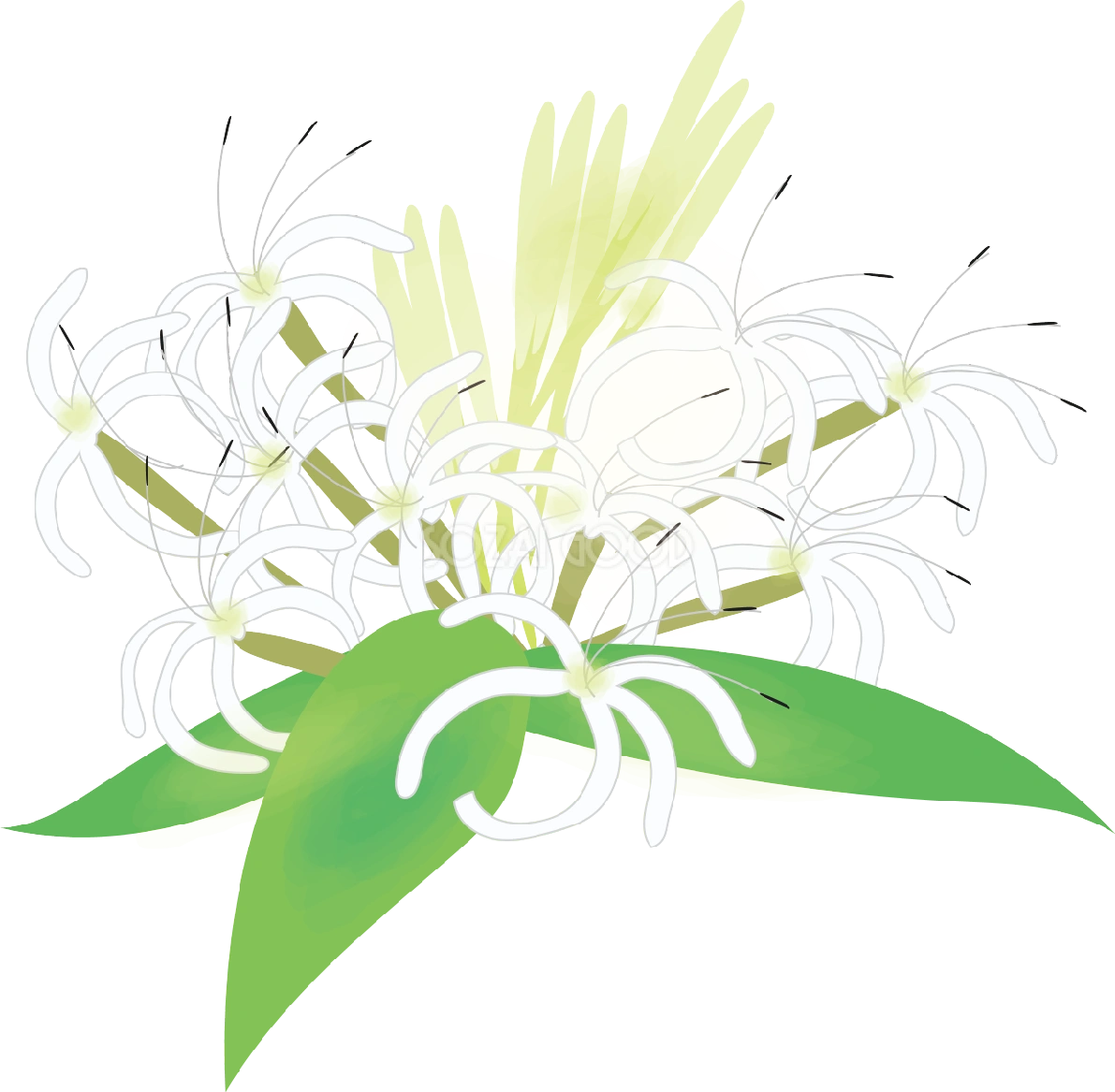浜木綿(はまゆう)【花の無料イラスト】夏7月-9月72303