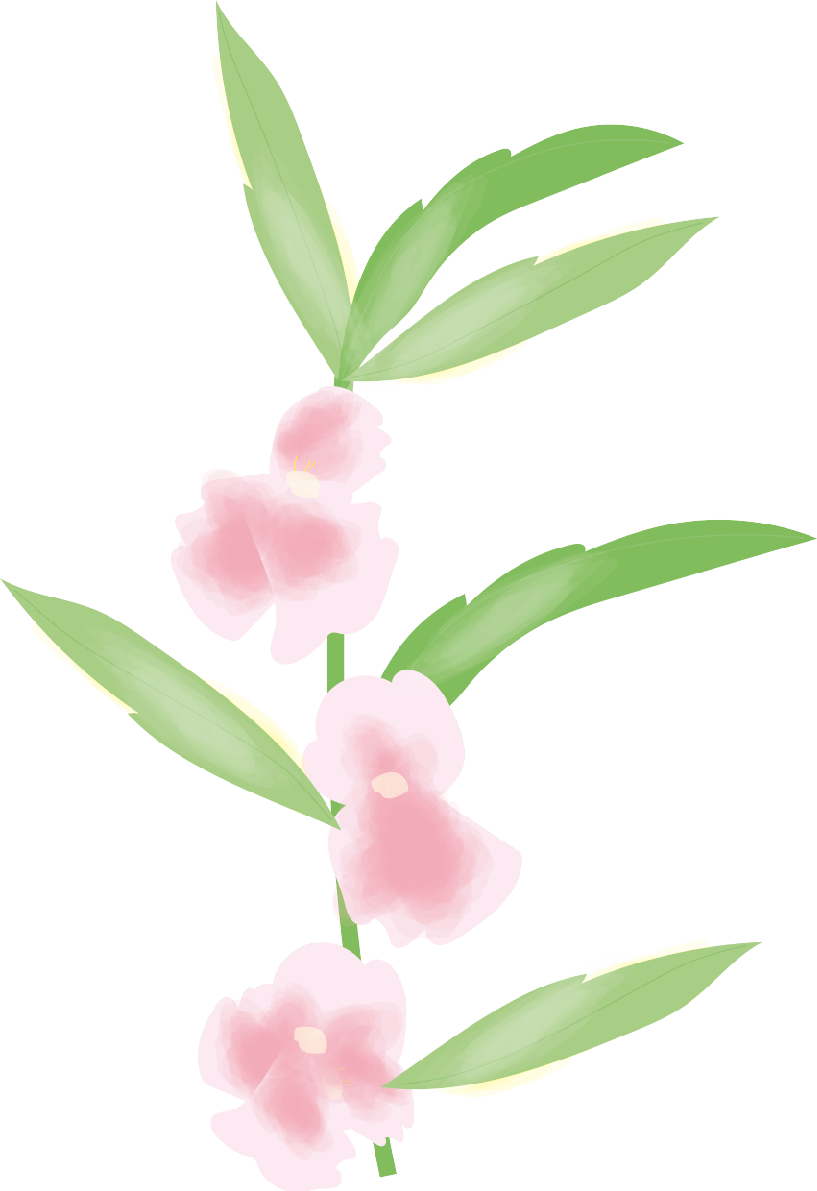 鳳仙花(ほうせんか)【花の無料イラスト】夏7月-9月72307に写真・文字を入れる