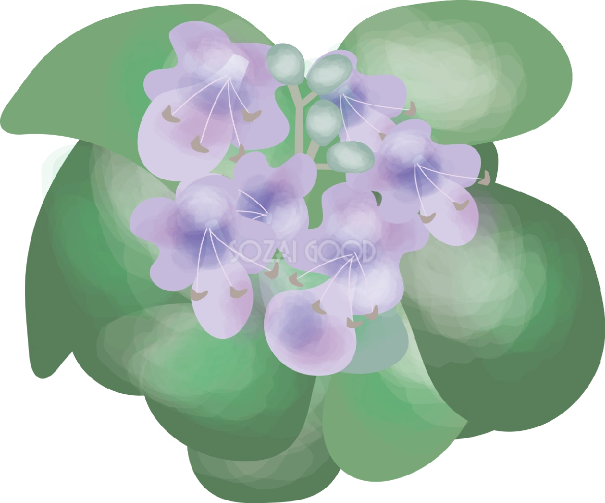 蔓荊(はまごう)【花の無料イラスト】夏7月-9月72311