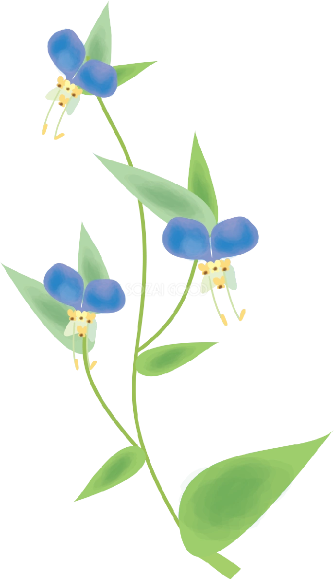 露草(つゆくさ)【花の無料イラスト】夏6月-10月72327