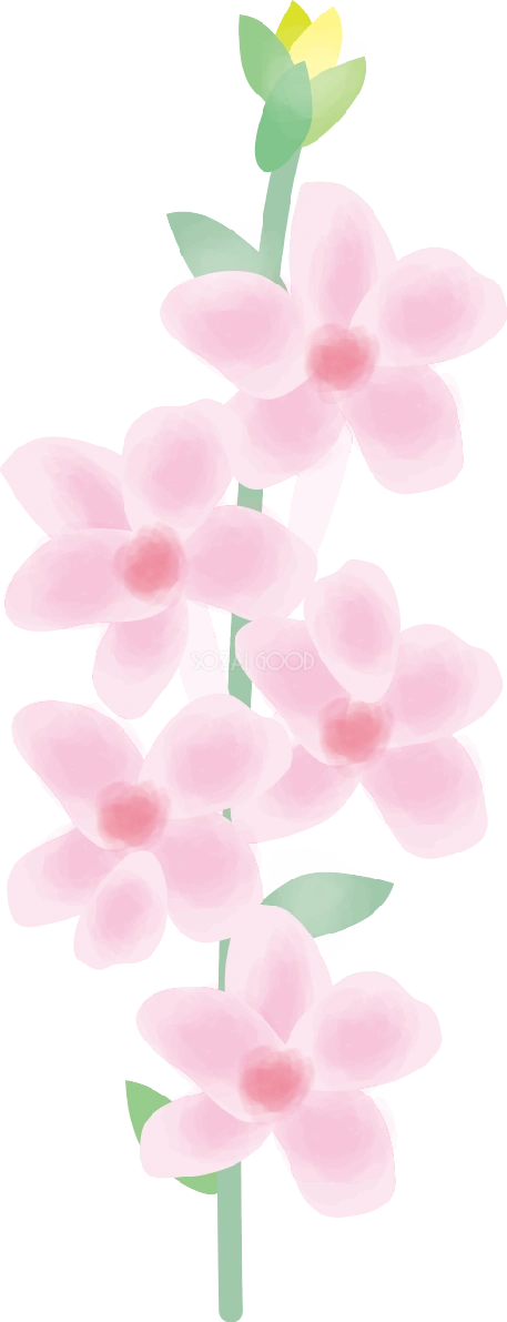 禊萩(みそはぎ)【花の無料イラスト】夏7月-8月72340