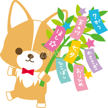 コーギー(犬)七夕(短冊の笹を持つ)動物無料イラスト72401