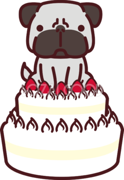 二段重ねのバースデーケーキの上にパグ(犬)が座っている かわいい犬の無料イラスト72611