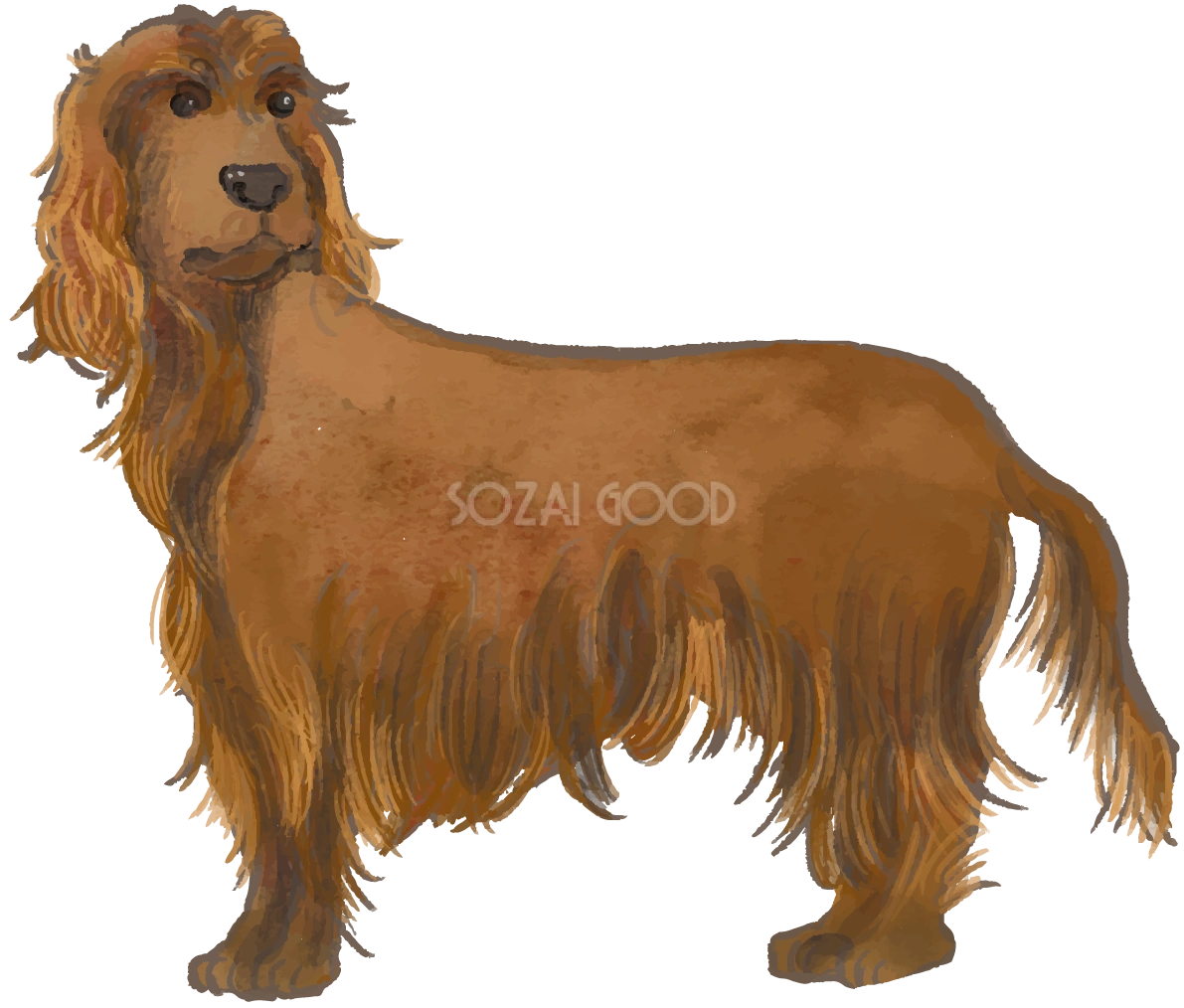 アイリッシュ・セター(立ち姿)犬のリアルかっこいい無料イラスト74036