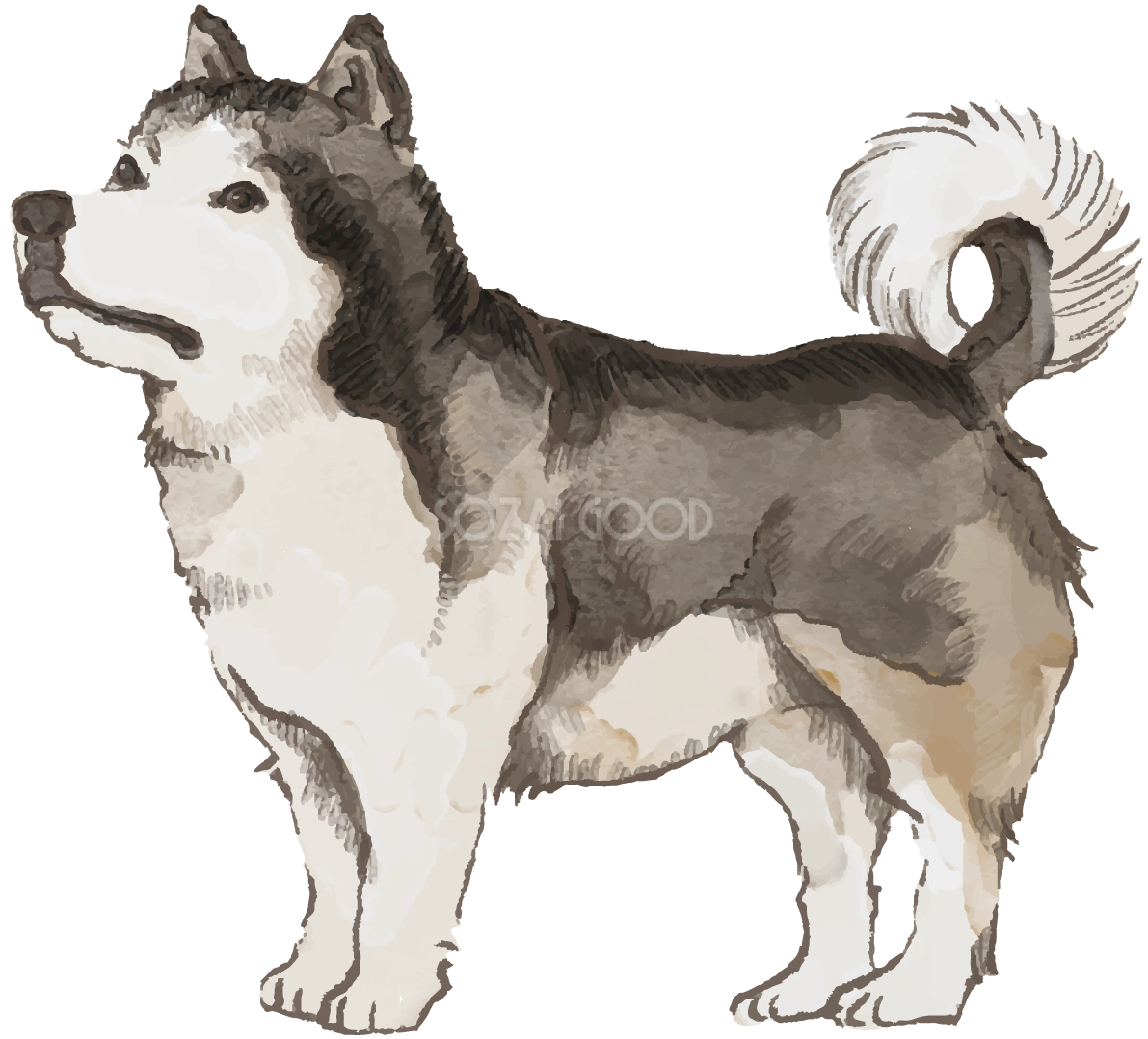 アラスカン・マラミュート(立ち姿)犬のリアルかっこいい無料イラスト74068