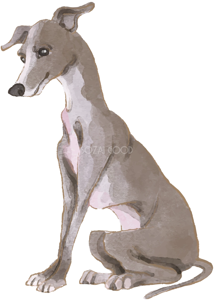 イタリアン・グレーハウンド(座り姿)犬のリアルかっこいい無料イラスト74072