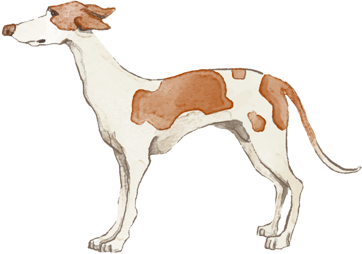 イビザン・ハウンド(立ち姿)犬のリアルかっこいい無料イラスト74084に写真・文字を入れる