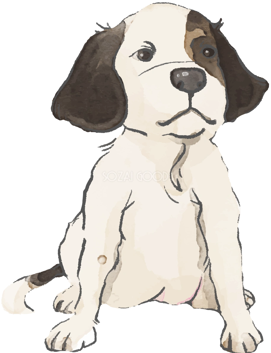 イングリッシュ・セター(座り姿・子犬)犬のリアルかっこいい無料イラスト74096
