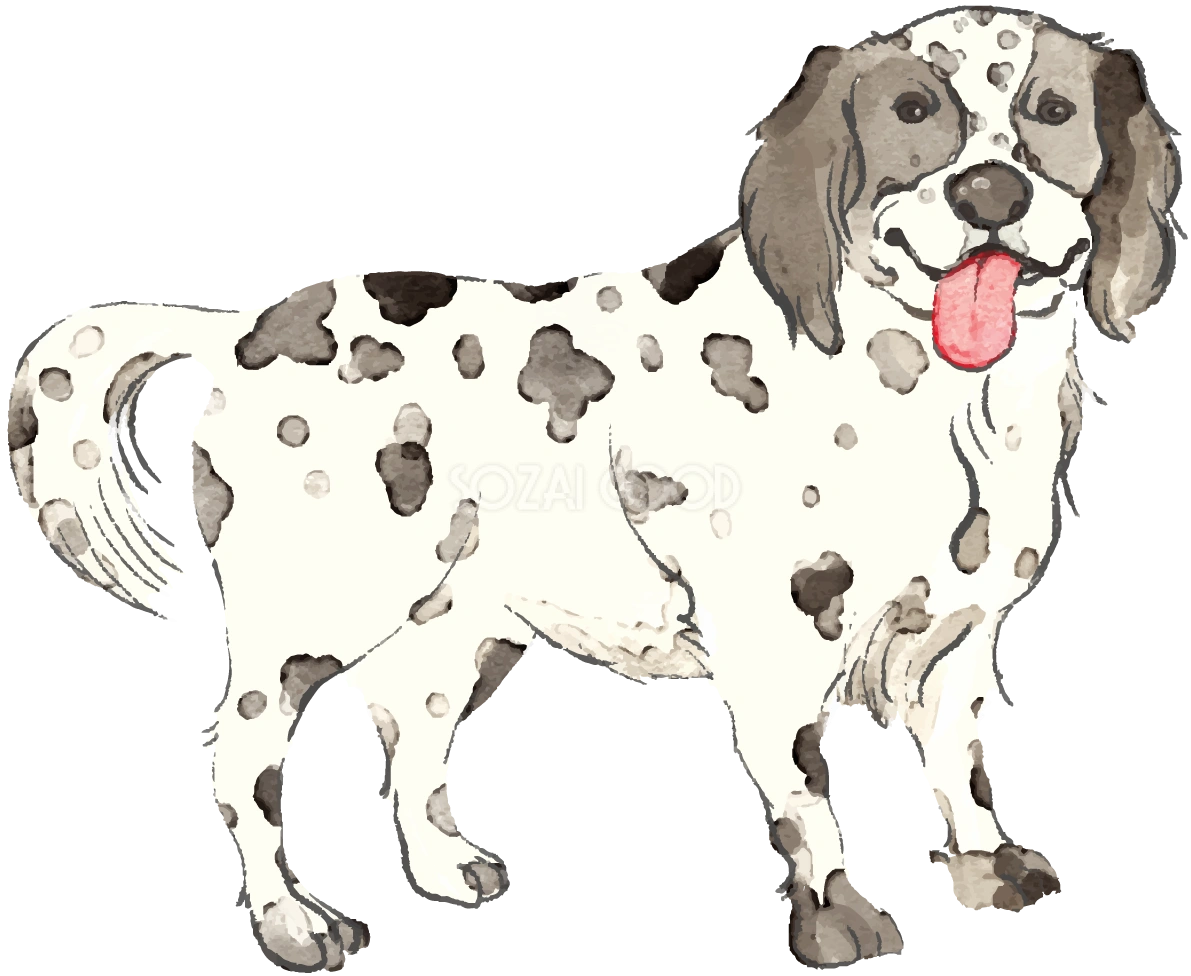 イングリッシュ・セター(立ち姿)犬のリアルかっこいい無料イラスト74100