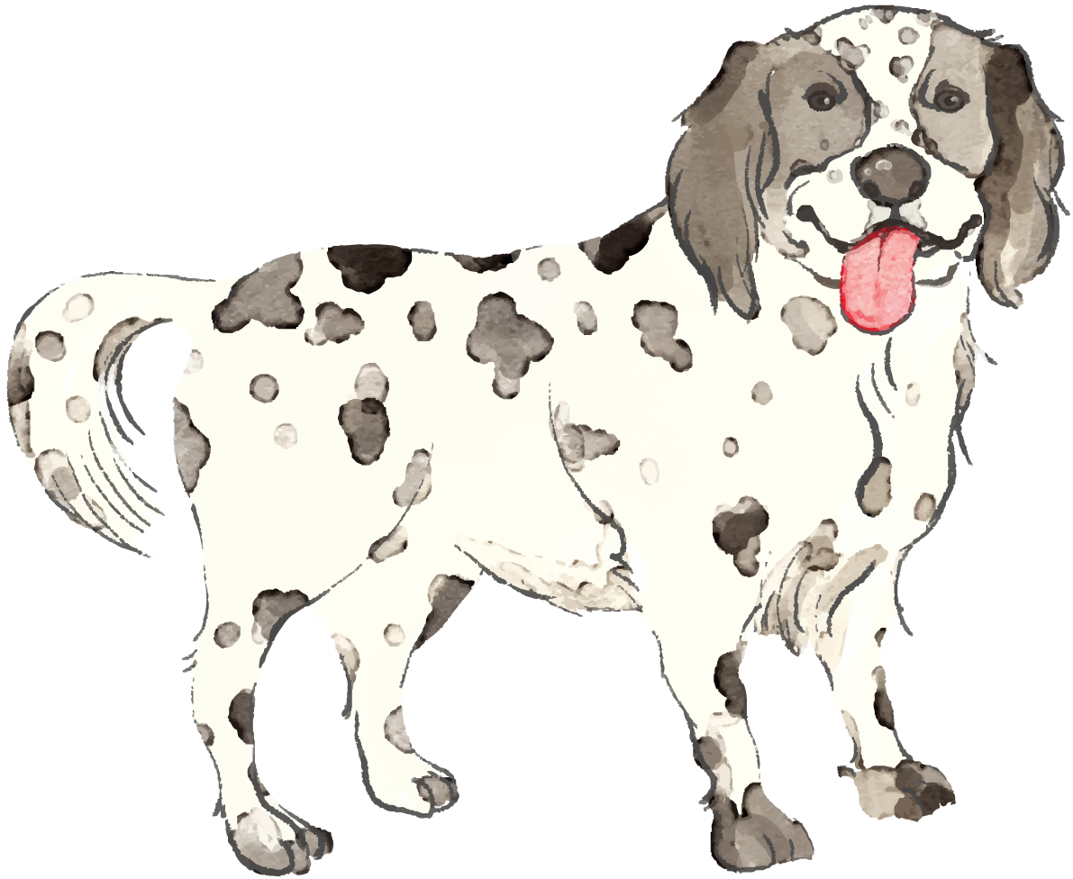 イングリッシュ・セター(立ち姿)犬のリアルかっこいい無料イラスト74100に写真・文字を入れる