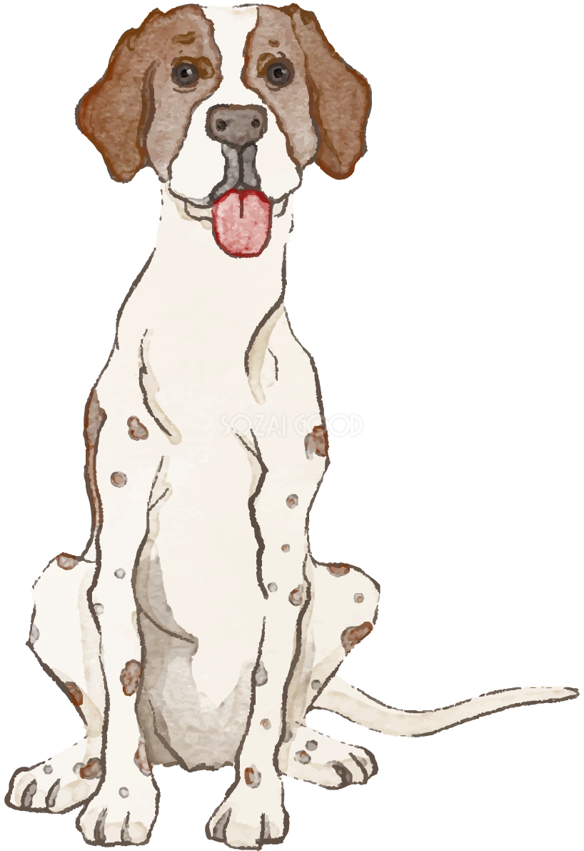 イングリッシュ・ポインター(座り姿)犬のリアルかっこいい無料イラスト74104