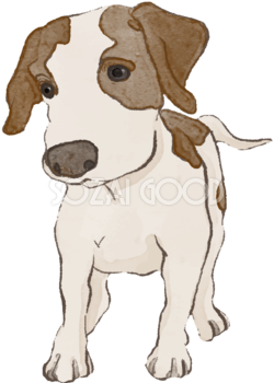 イングリッシュ・ポインター(立ち姿・子犬)犬のリアルかっこいい無料イラスト74108