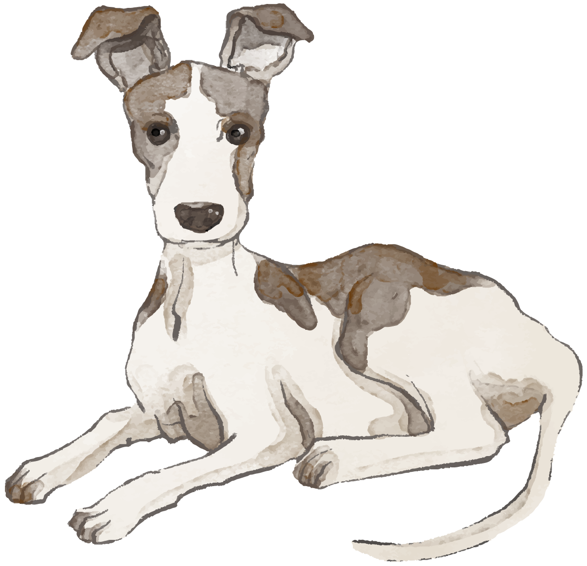 ウィペット(座り姿)犬のリアルかっこいい無料イラスト74122に写真・文字を入れる
