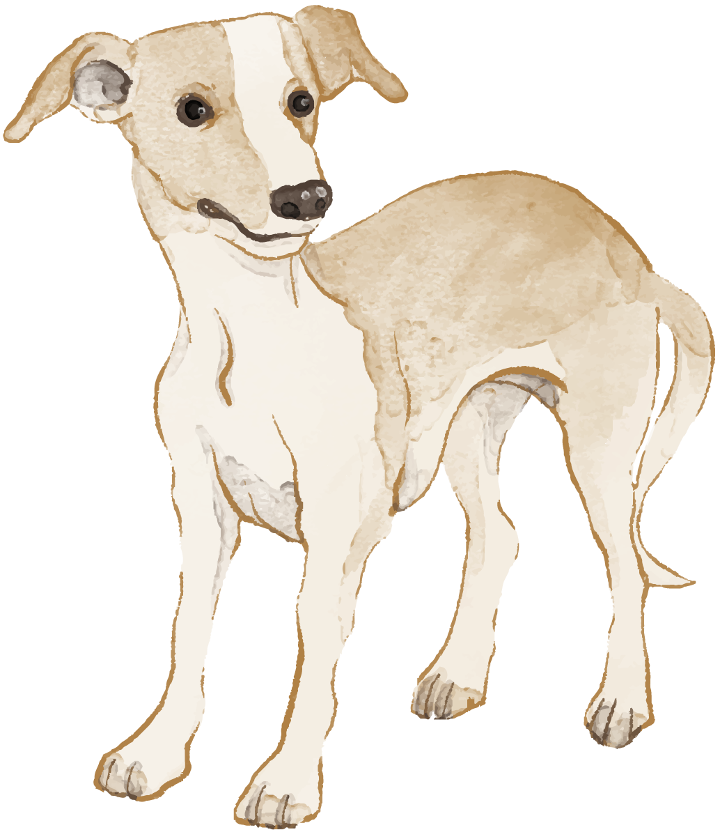 ウィペット(立ち姿)犬のリアルかっこいい無料イラスト74126に写真・文字を入れる