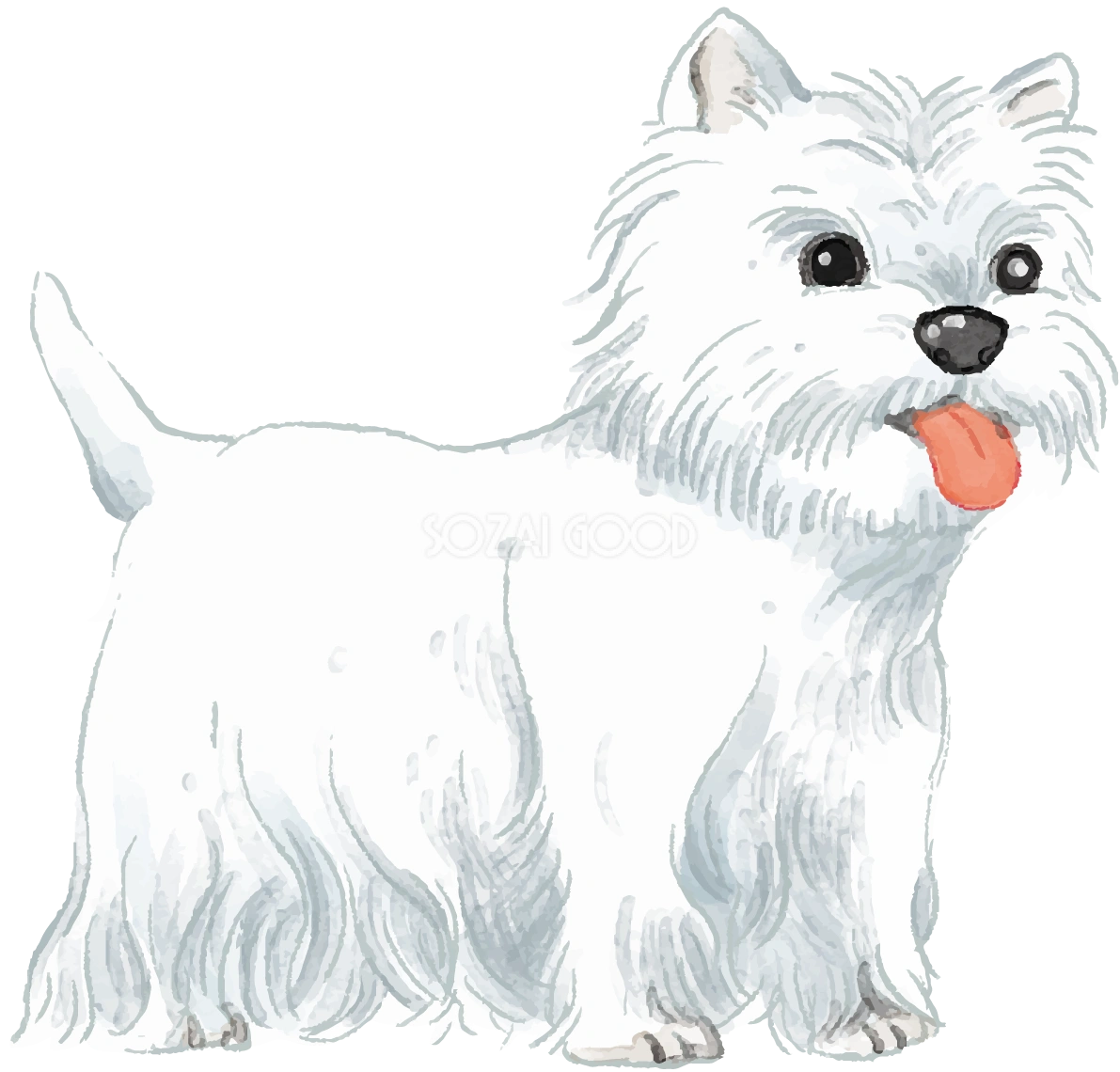 ウエスト・ハイランド・ホワイト・テリア(立ち姿)犬のリアルかっこいい無料イラスト74134