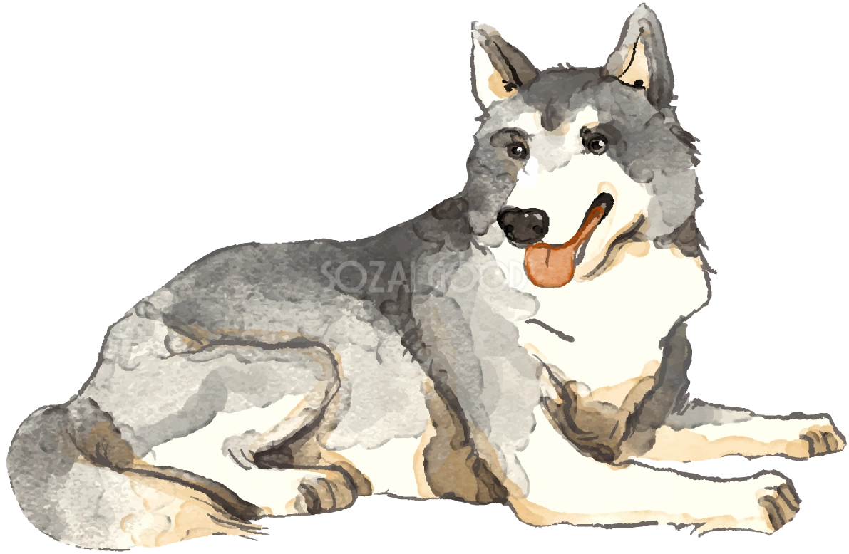 ウルフドッグ(座り姿)犬のリアルかっこいい無料イラスト74138