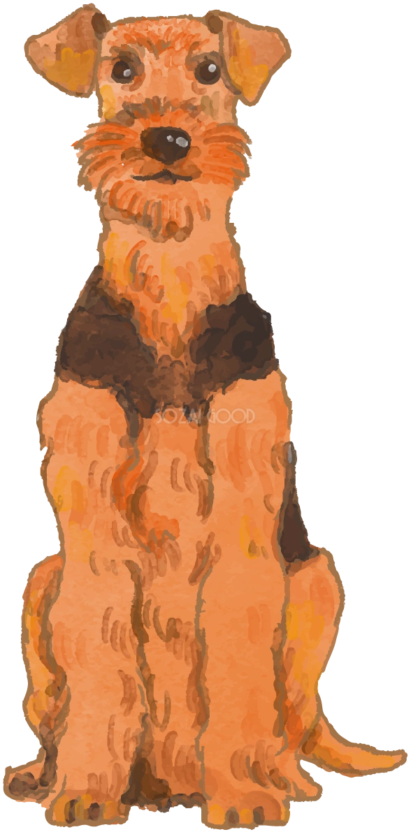 エアデール・テリア(座り姿)犬のリアルかっこいい無料イラスト74146