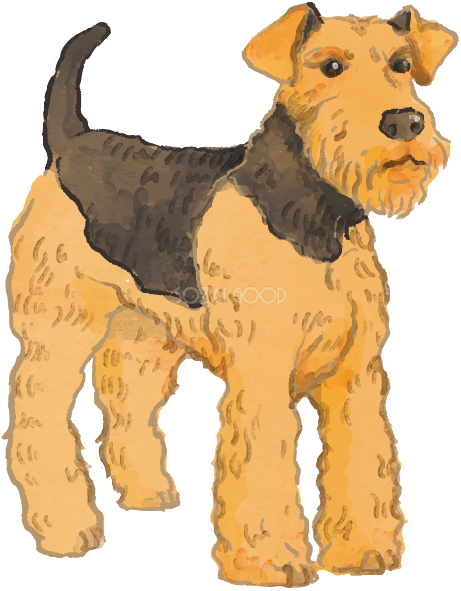 エアデール・テリア(立ち姿)犬のリアルかっこいい無料イラスト74150