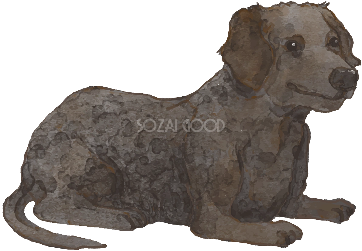 カーリーコーテッド・レトリーバー(座り姿)犬のリアルかっこいい無料イラスト74170
