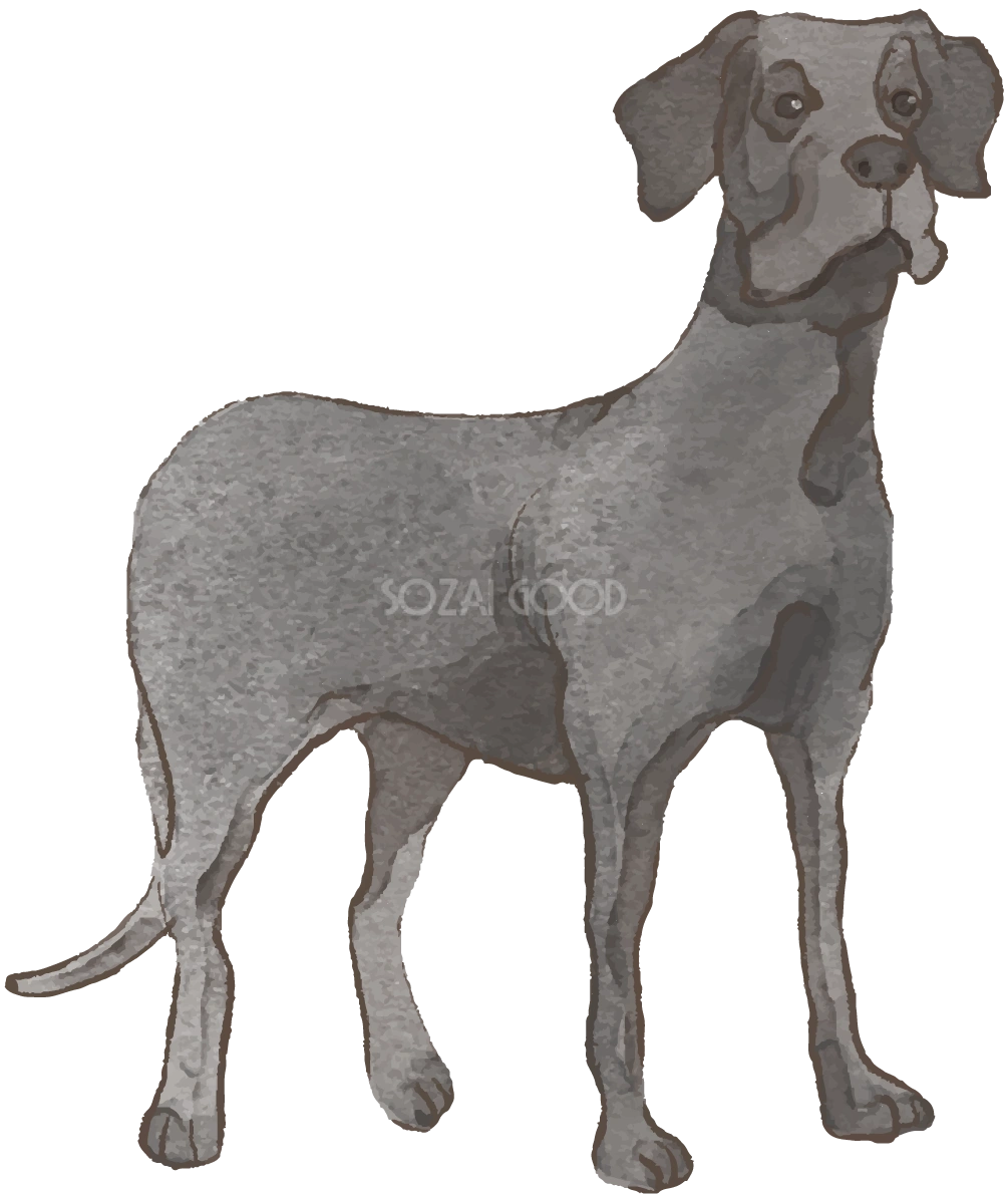 グレートデーン(立ち姿)犬のリアルかっこいい無料イラスト74190