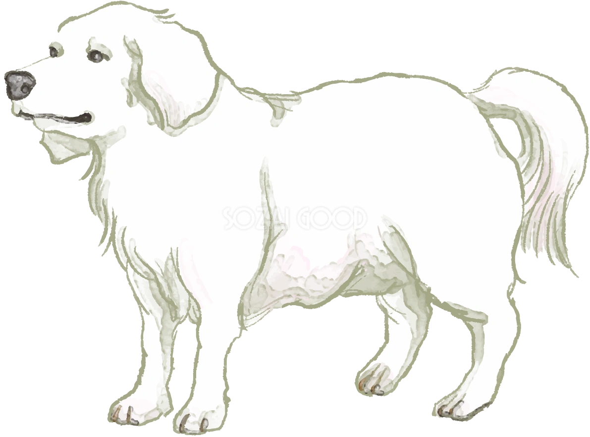 グレートピレニーズ(立ち姿)犬のリアルかっこいい無料イラスト74194