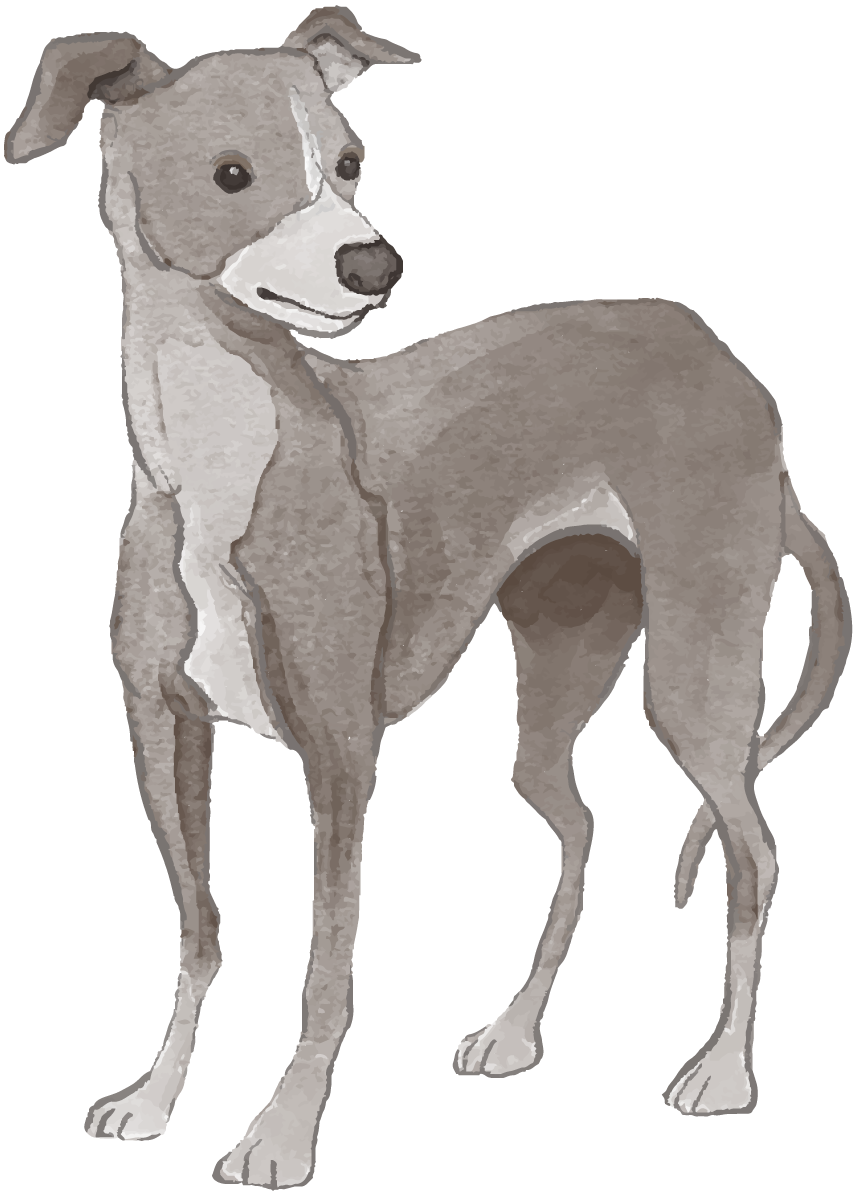 グレーハウンド(立ち姿)犬のリアルかっこいい無料イラスト74206に写真・文字を入れる