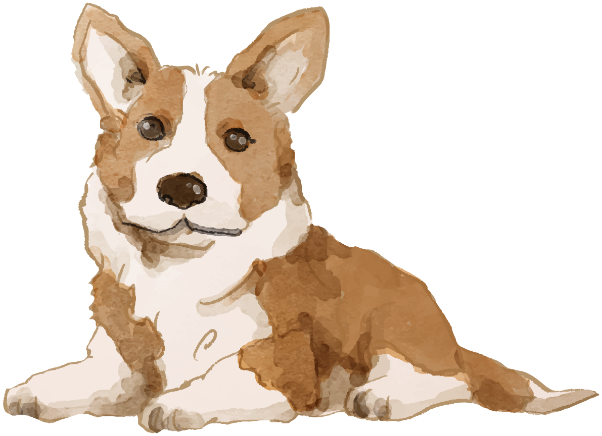 コーギー(座り姿)犬のリアルかっこいい無料イラスト74210に写真・文字を入れる