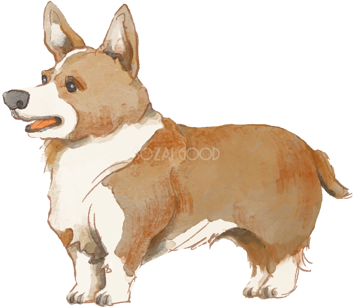 コーギー(立ち姿)犬のリアルかっこいい無料イラスト74214